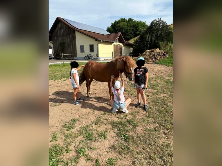 Islandpferd Stute 5 Jahre 138 cm Fuchs in Calw