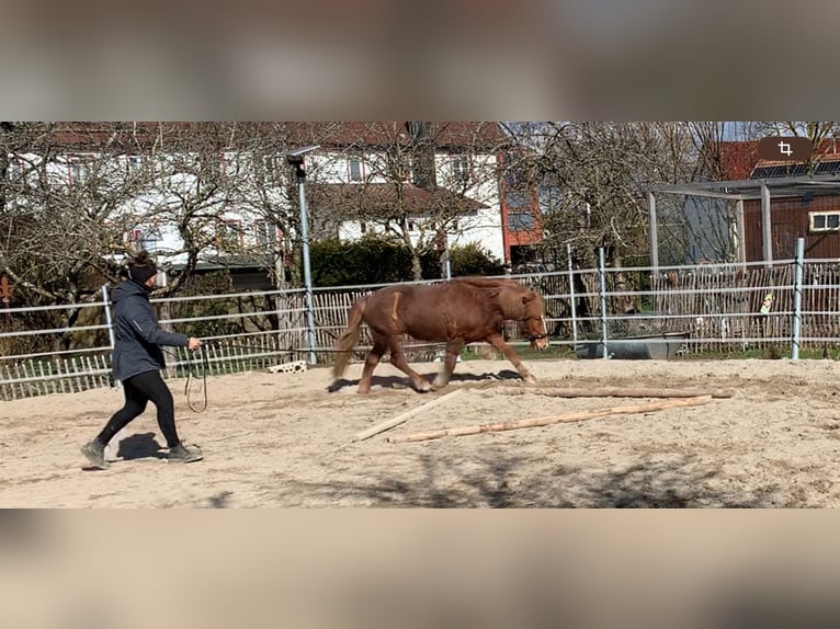 Islandpferd Stute 5 Jahre 138 cm Fuchs in Calw