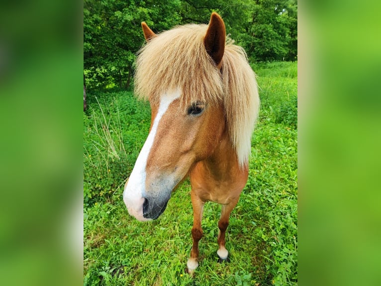 Islandpferd Stute 5 Jahre 138 cm Fuchs in Heeslingen OT Boitzen
