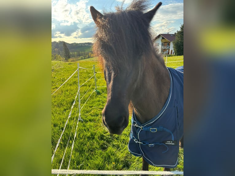 Islandpferd Stute 5 Jahre 138 cm Rappe in Kumhausen