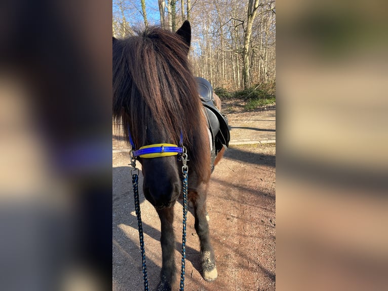 Islandpferd Stute 5 Jahre 138 cm Rappe in Gaggenau