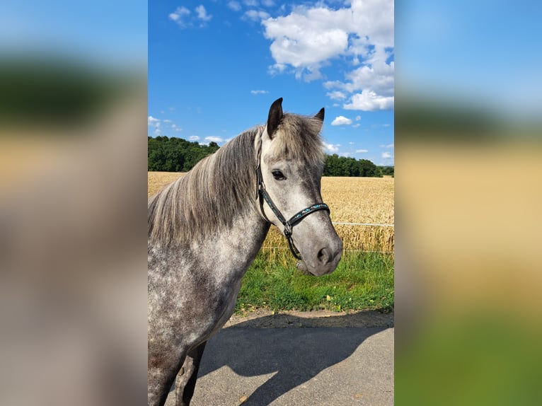 Islandpferd Stute 5 Jahre 138 cm Schimmel in Nidda
