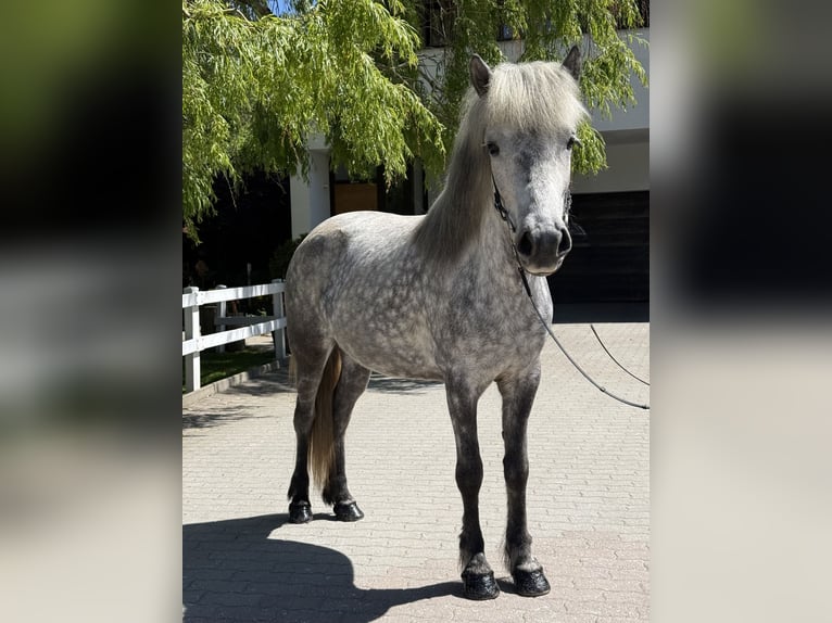 Islandpferd Stute 5 Jahre 138 cm Schimmel in Lochen am See