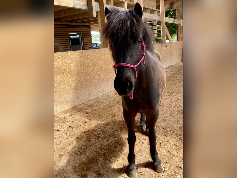 Islandpferd Stute 5 Jahre 139 cm Rappe in Schwarzenbruck