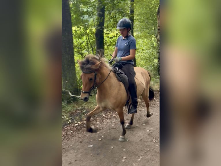 Islandpferd Stute 5 Jahre 140 cm Falbe in Soltau