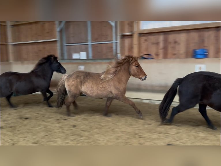Islandpferd Stute 5 Jahre 140 cm Falbe in Fronreute