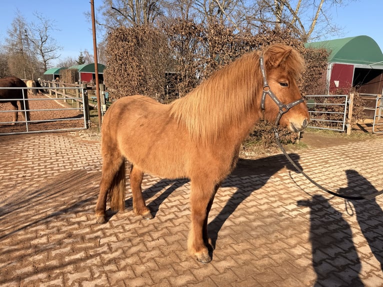 Islandpferd Stute 5 Jahre 140 cm Falbe in Fronreute