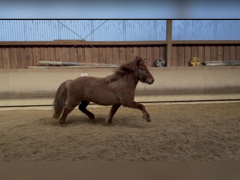 Islandpferd Stute 5 Jahre 140 cm Falbe in Fronreute
