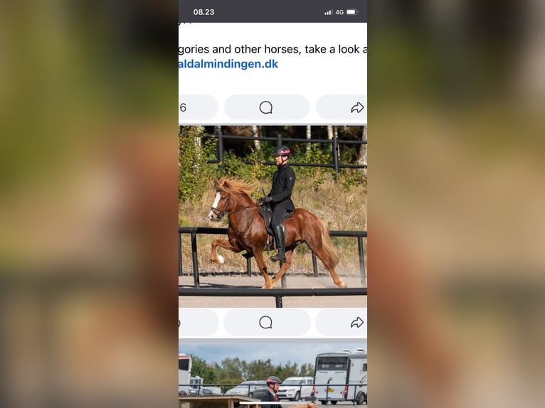 Islandpferd Stute 5 Jahre 140 cm Fuchs in Nottfeld