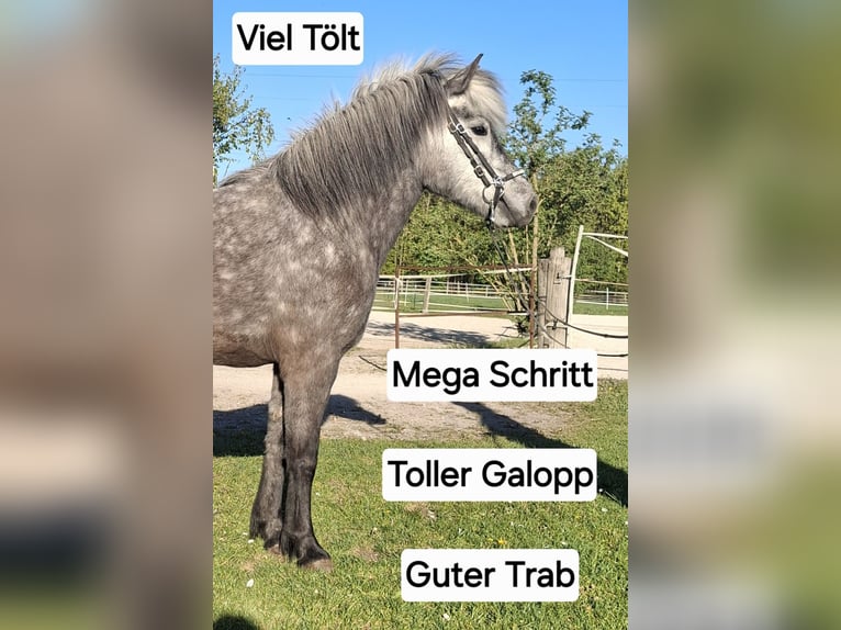 Islandpferd Stute 5 Jahre 140 cm Kann Schimmel werden in Neuching