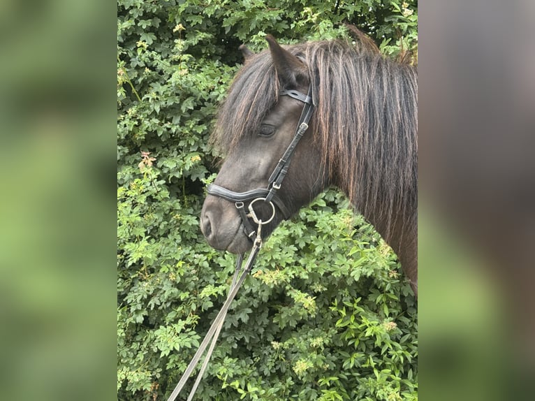 Islandpferd Stute 5 Jahre 140 cm Rappe in LüdinghausenLüdinghausen