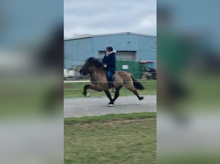 Islandpferd Stute 5 Jahre 140 cm Rappe in Schmelz