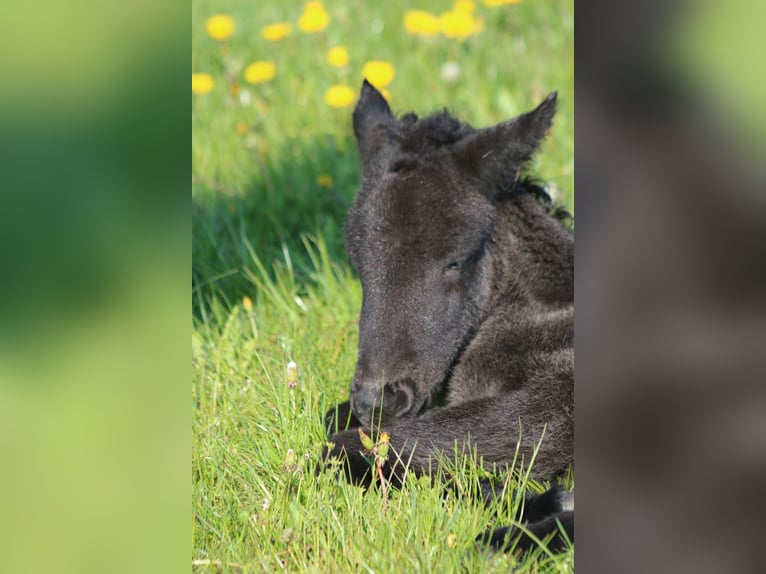Islandpferd Stute 5 Jahre 140 cm Rappe in Schmelz