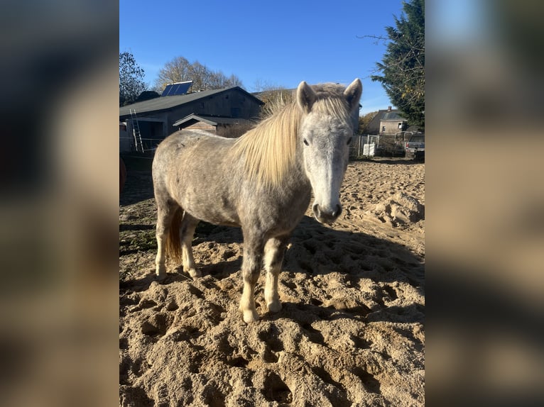 Islandpferd Stute 5 Jahre 140 cm Schimmel in Koberg