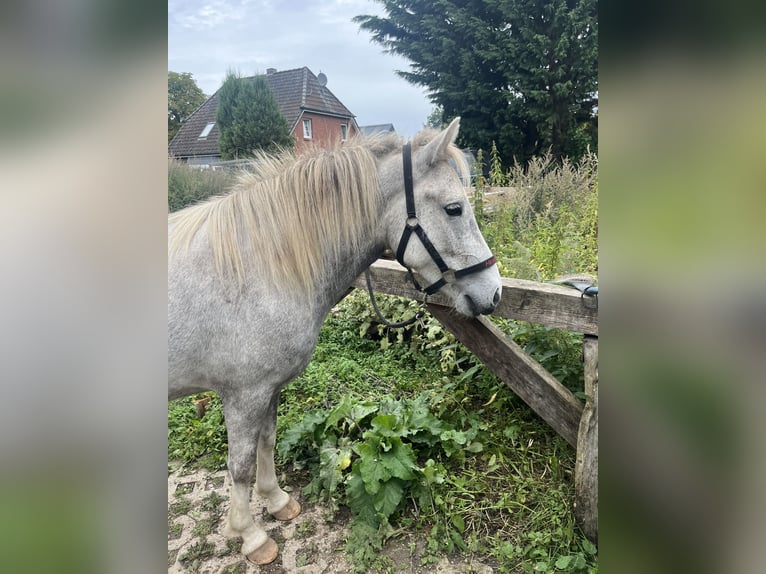 Islandpferd Stute 5 Jahre 140 cm Schimmel in Koberg