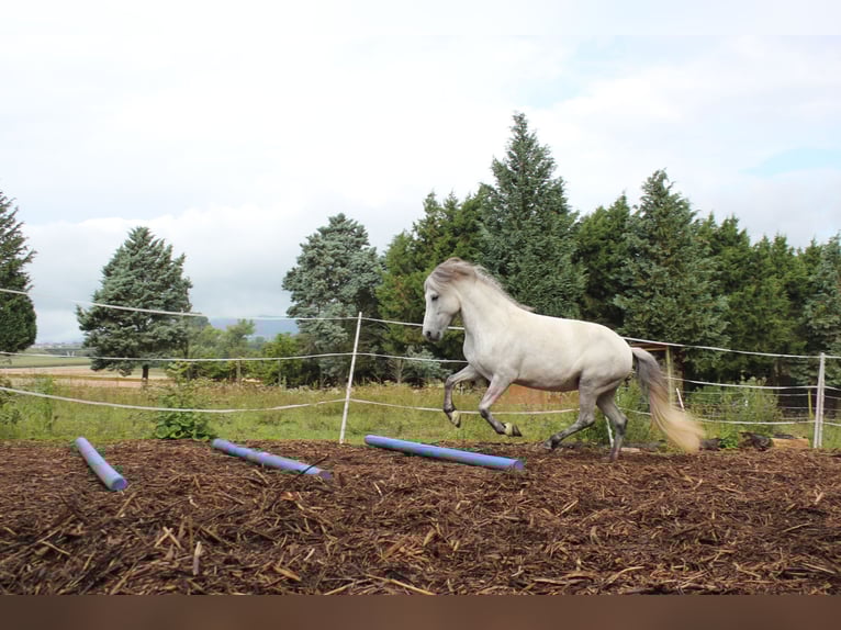 Islandpferd Stute 5 Jahre 140 cm Schimmel in Essingen