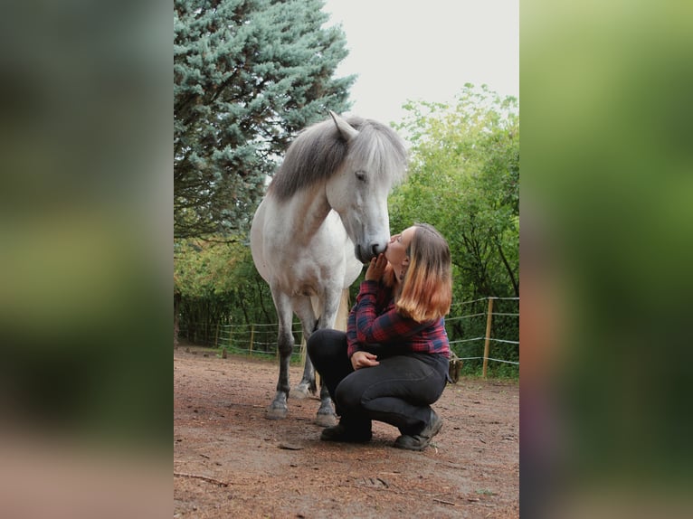 Islandpferd Stute 5 Jahre 140 cm Schimmel in Essingen