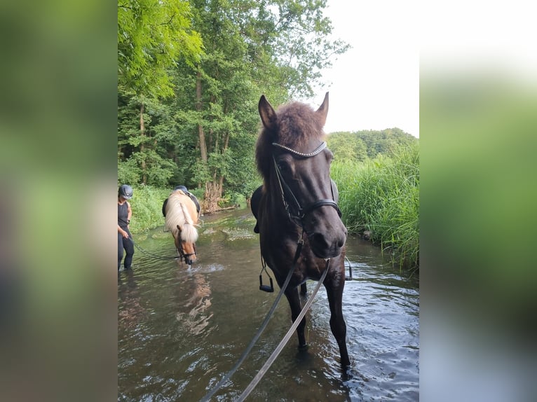 Islandpferd Stute 5 Jahre 141 cm Rappe in Sinntal-Schwarzenfels