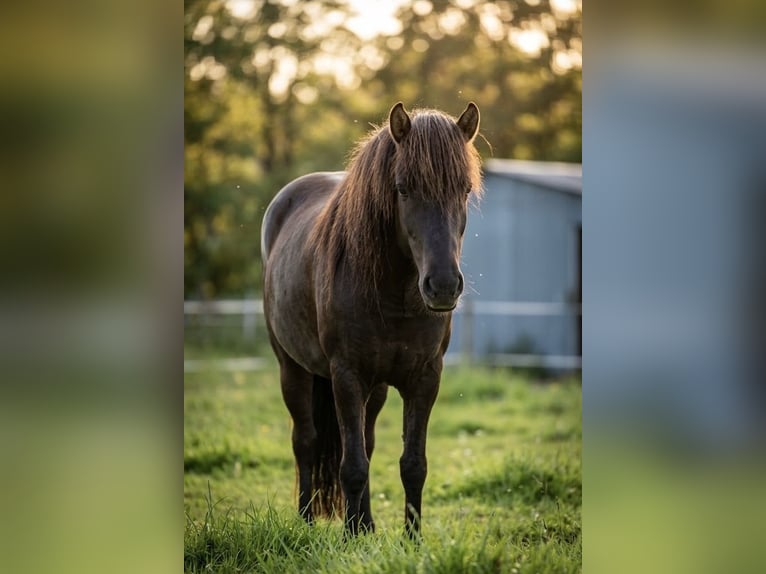 Islandpferd Stute 5 Jahre 141 cm Rappe in Hilchenbach