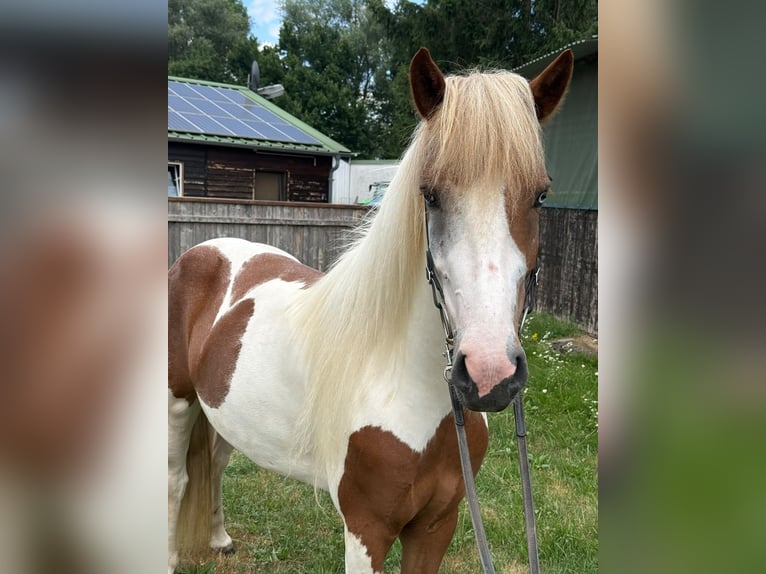 Islandpferd Stute 5 Jahre 141 cm Schecke in Malsch