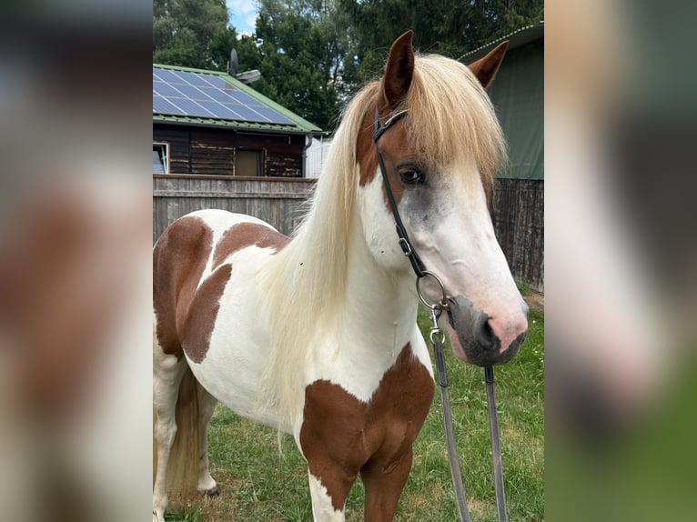 Islandpferd Stute 5 Jahre 141 cm Schecke in Malsch