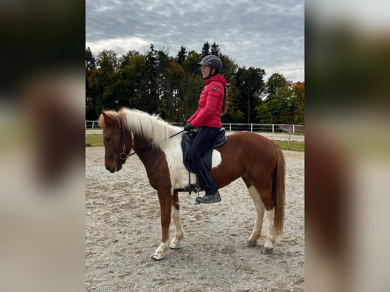 Islandpferd Stute 5 Jahre 141 cm Schecke in Sankt Radegund