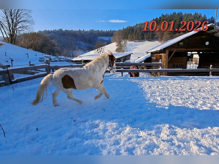 Islandpferd Stute 5 Jahre 141 cm Schecke in Oberzent