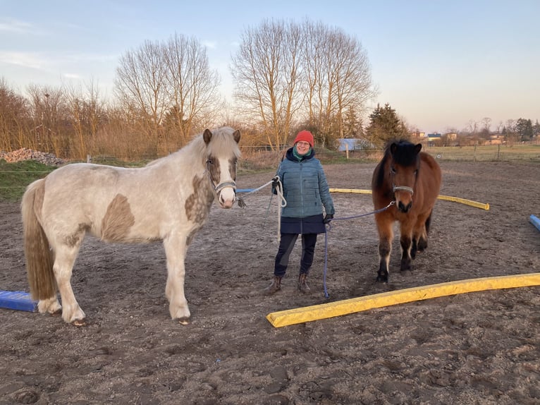Islandpferd Stute 5 Jahre 142 cm Brauner in Sch&#xF6;nwalde-Glien