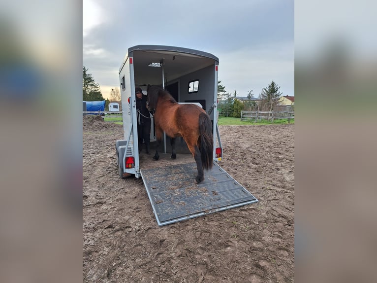 Islandpferd Stute 5 Jahre 142 cm Brauner in Sch&#xF6;nwalde-Glien