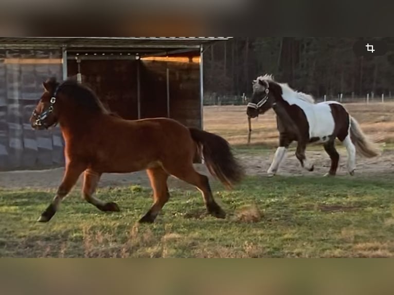 Islandpferd Stute 5 Jahre 142 cm Brauner in Sch&#xF6;nwalde-Glien