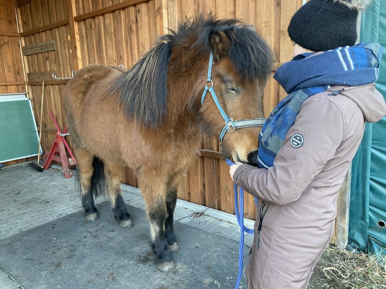 Islandpferd Stute 5 Jahre 142 cm Brauner in Sch&#xF6;nwalde-Glien