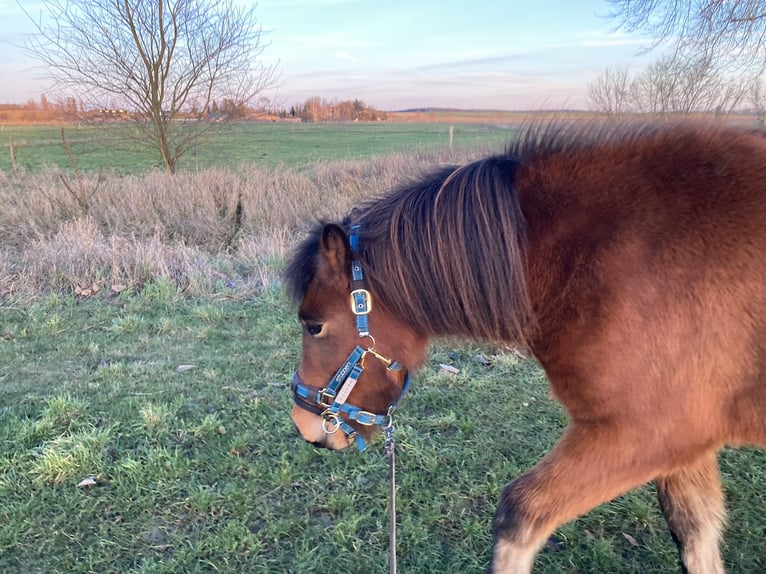 Islandpferd Stute 5 Jahre 142 cm Brauner in Sch&#xF6;nwalde-Glien