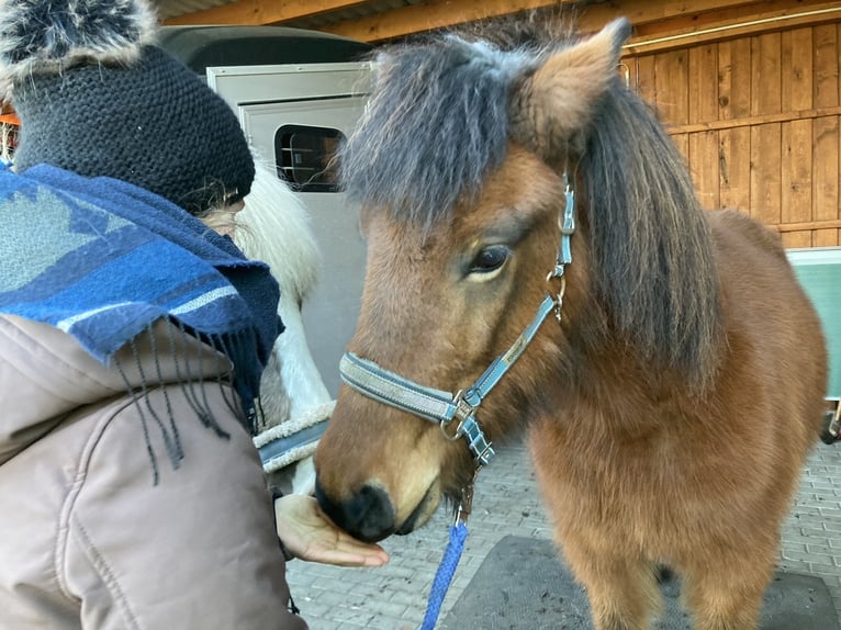 Islandpferd Stute 5 Jahre 142 cm Brauner in Sch&#xF6;nwalde-Glien