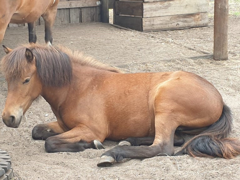 Islandpferd Stute 5 Jahre 142 cm Brauner in Sch&#xF6;nwalde-Glien