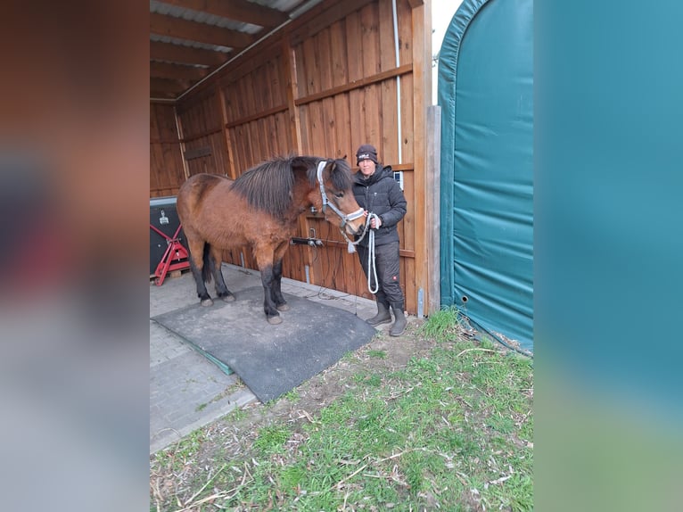 Islandpferd Stute 5 Jahre 142 cm Brauner in Sch&#xF6;nwalde-Glien