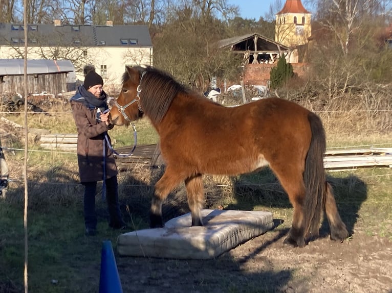 Islandpferd Stute 5 Jahre 142 cm Brauner in Sch&#xF6;nwalde-Glien