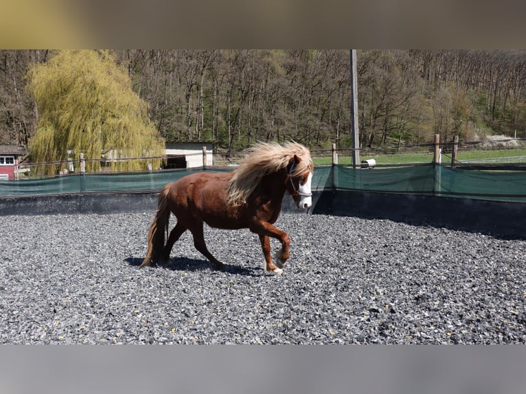 Islandpferd Stute 5 Jahre 142 cm Fuchs in Wetzlar