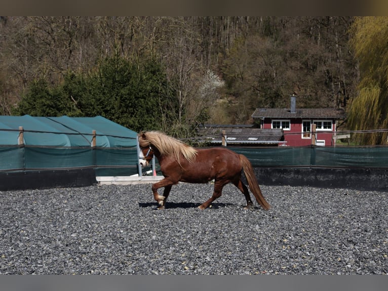Islandpferd Stute 5 Jahre 142 cm Fuchs in Wetzlar