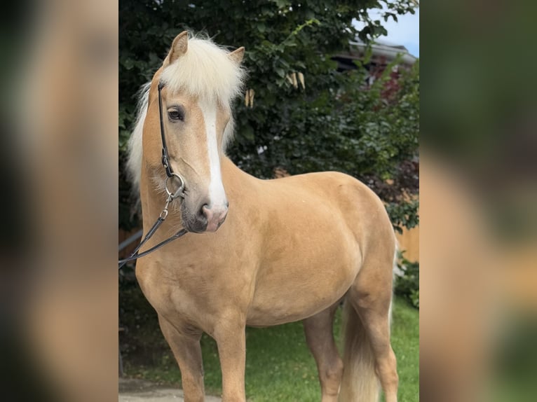 Islandpferd Stute 5 Jahre 142 cm Palomino in Lochen am See
