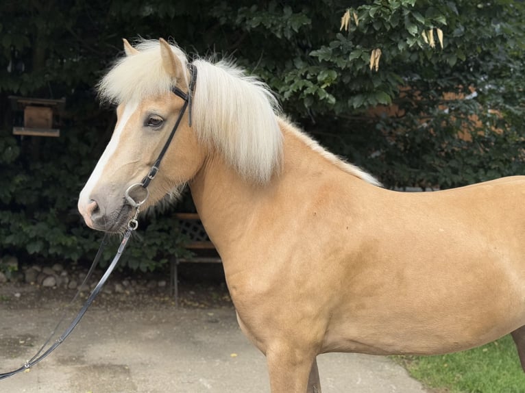 Islandpferd Stute 5 Jahre 142 cm Palomino in Lochen am See