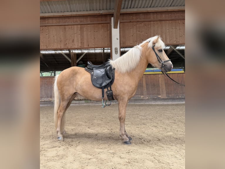 Islandpferd Stute 5 Jahre 142 cm Palomino in Lochen am See