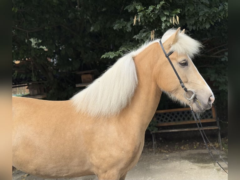 Islandpferd Stute 5 Jahre 142 cm Palomino in Lochen am See