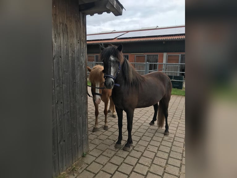 Islandpferd Stute 5 Jahre 142 cm Rappschimmel in Koberg