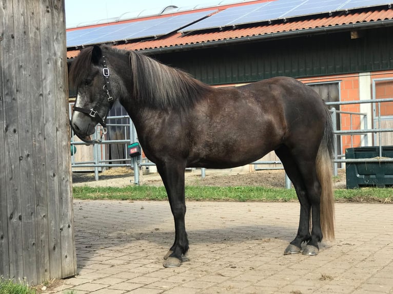 Islandpferd Stute 5 Jahre 142 cm Rappschimmel in Koberg