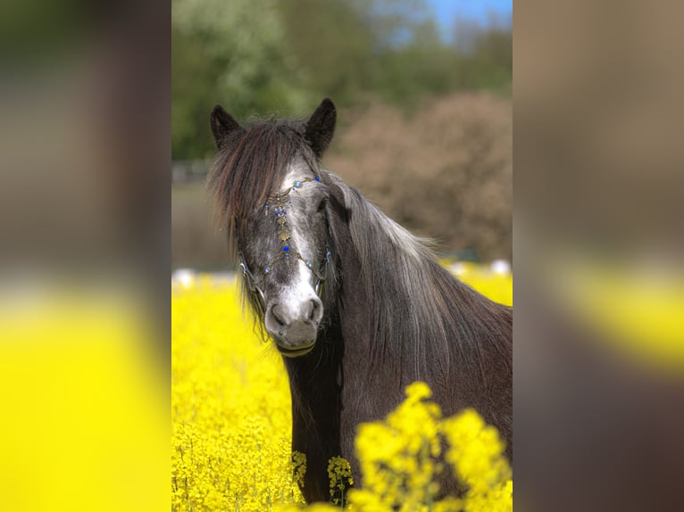Islandpferd Stute 5 Jahre 142 cm Rappschimmel in Koberg