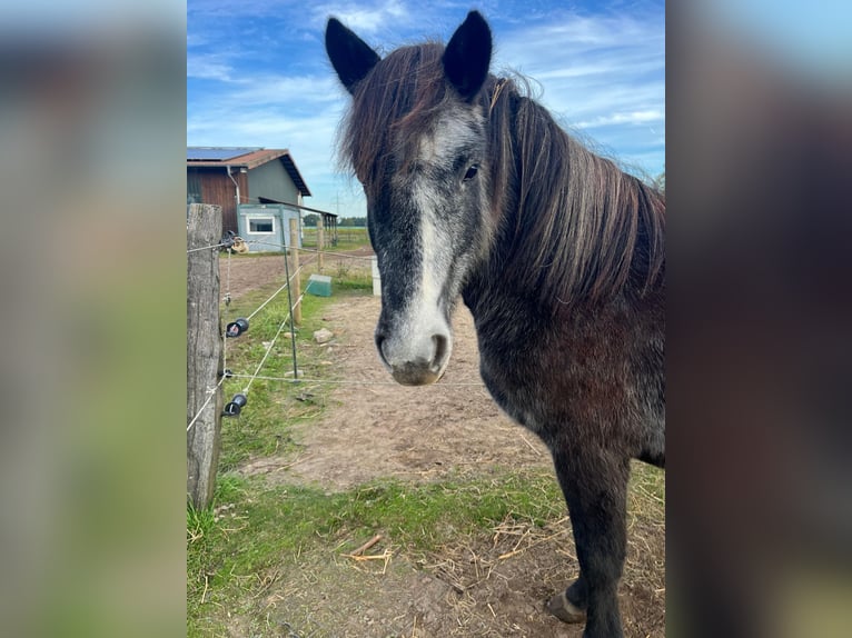 Islandpferd Stute 5 Jahre 142 cm Rappschimmel in Koberg