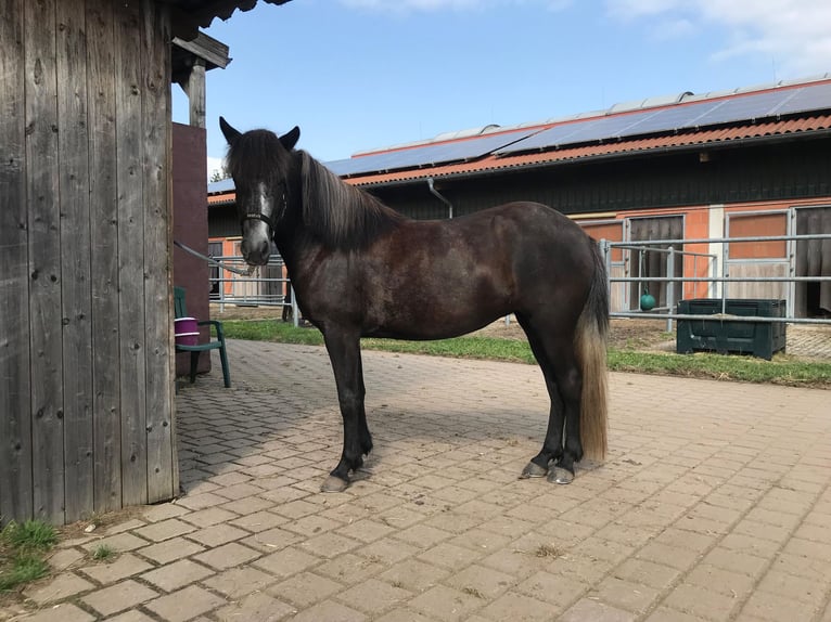 Islandpferd Stute 5 Jahre 142 cm Rappschimmel in Koberg