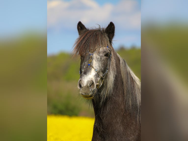 Islandpferd Stute 5 Jahre 142 cm Rappschimmel in Koberg