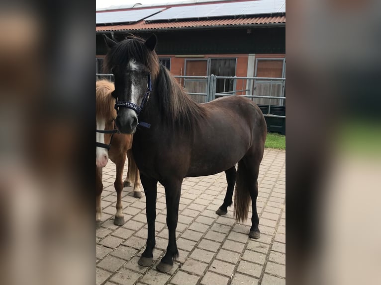 Islandpferd Stute 5 Jahre 142 cm Rappschimmel in Koberg