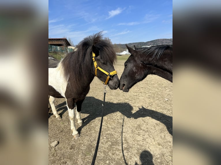Islandpferd Stute 5 Jahre 142 cm Schecke in Jandelsbrunn